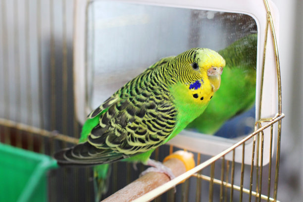 Melopsittacus波状云。绿色波浪鹦鹉。虎皮鹦鹉。一只美丽的波浪鹦鹉坐在镜子旁边的笼子里素材图片