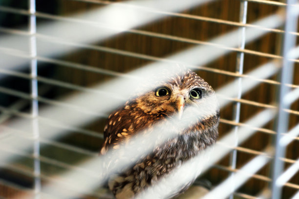 笼子里的猫头鹰。鸟图片下载