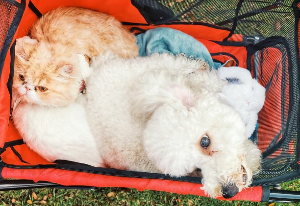 一只猫和一只狗在婴儿车上抬头看图片下载