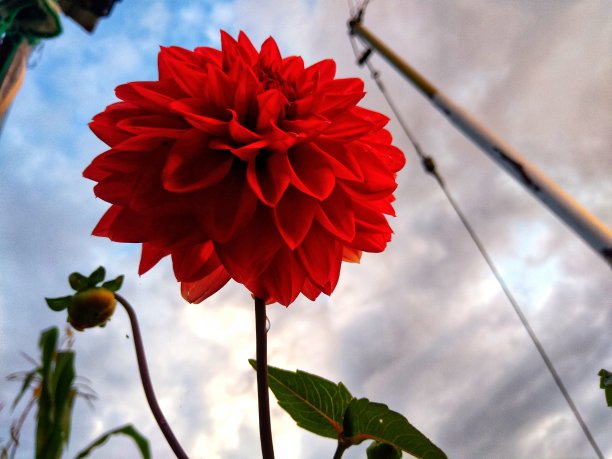 近距离红花与天空的背景图片下载