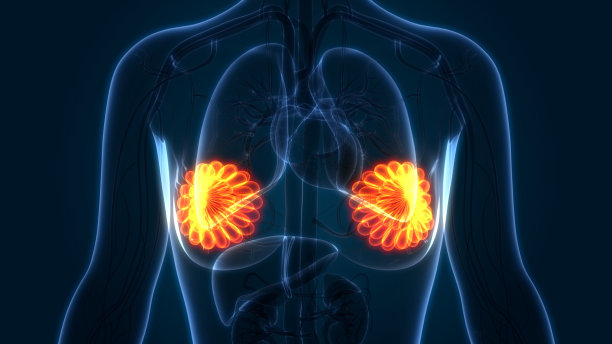 女性内部器官乳腺解剖学图片下载