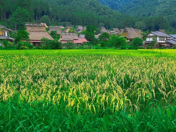 日本风景水稻穗图片下载