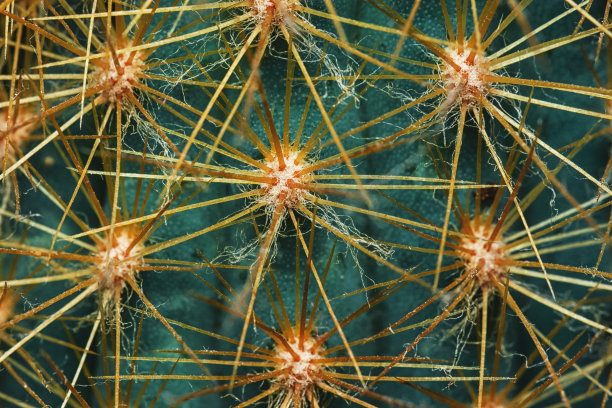 绿色仙人掌刺宏观自然花卉图案。佩奥特植物脊椎纹理背景的特写图片。仙人掌刺点缀。尖锐的肉质叶子详细照片。沙漠植物图片下载
