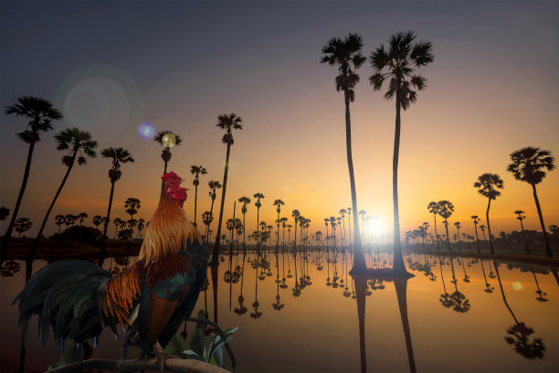 棕榈树的剪影和倒影。图片下载