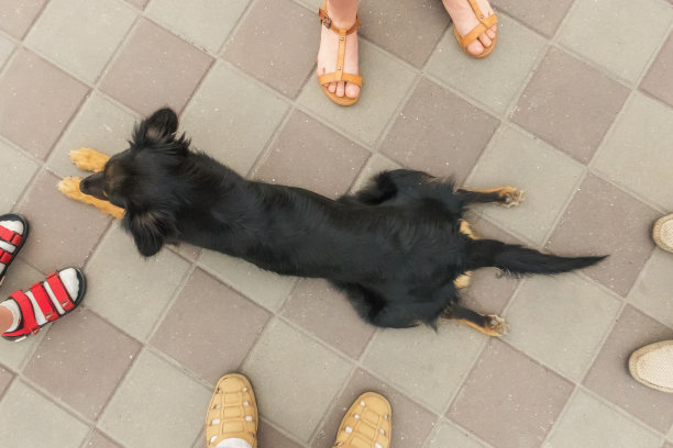 风景区:俄罗斯罗斯托夫地区中心的人和狗图片下载