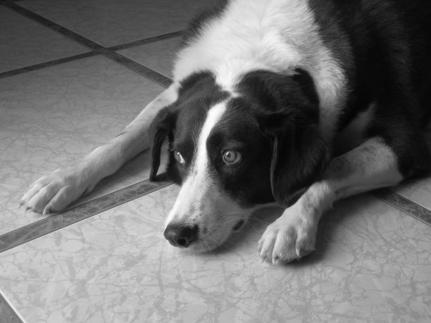 可爱的狗图片下载