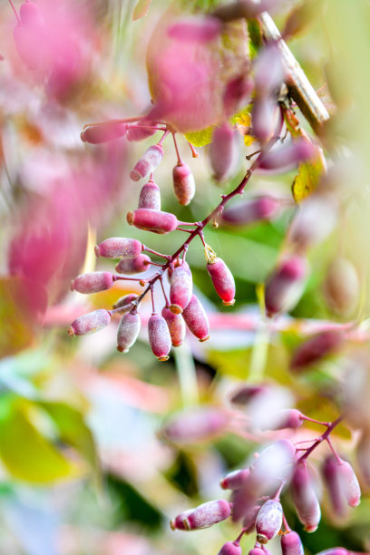 近距离观察树枝上成熟的红浆果。小檗的多果灌木图片下载