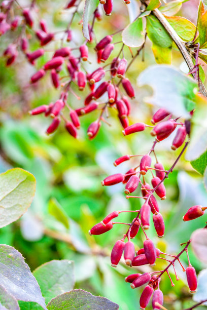 近距离观察树枝上成熟的红浆果。小檗的多果灌木图片下载