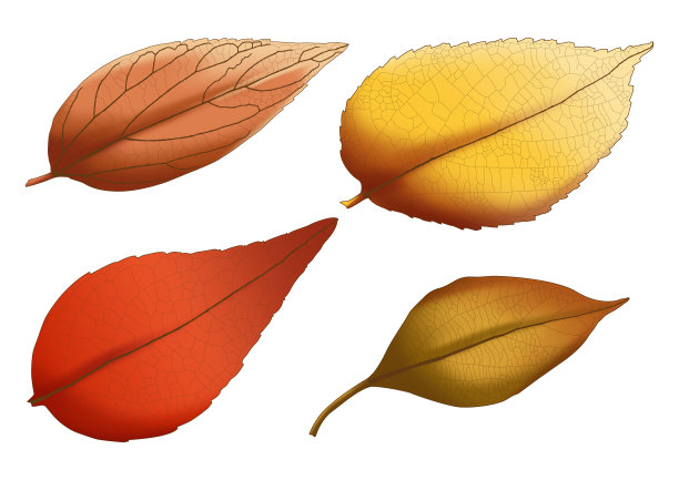 白色背景上的棕色干叶漆图片下载