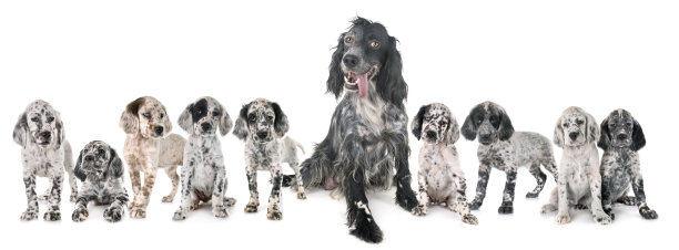 英语setter图片下载