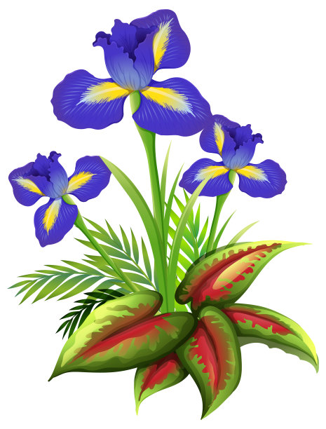 鸢尾花和蕨类在白色背景上图片下载