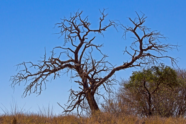大枯树的剪影图片下载