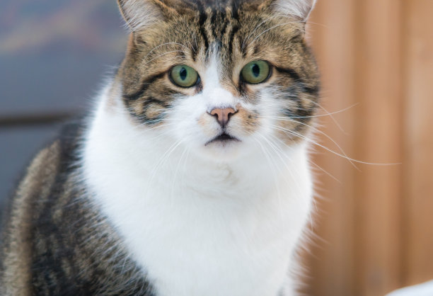 胖胖的条纹猫看着照相机图片下载