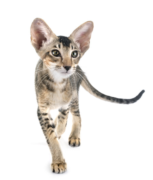 东方的小猫图片下载