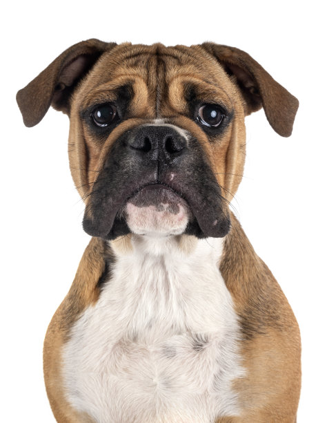 大陆斗牛犬图片下载