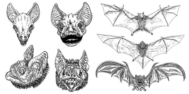 一组好斗的飞行蝙蝠张开翅膀。万圣节哥特式怪兽插画。神秘属性装饰元素。长着尖牙的夜行生物。飞行的吸血鬼。向量。图片下载