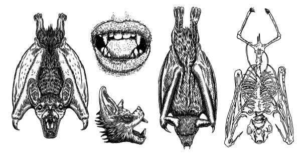 蝙蝠倒过来画。哥特插画的怪物为万圣节。巫术魔法，神秘属性装饰元素。画夜行动物。飞行激进的吸血鬼。向量。图片下载