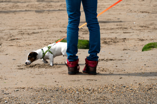 海滩上可爱的杰克罗素梗狗图片下载