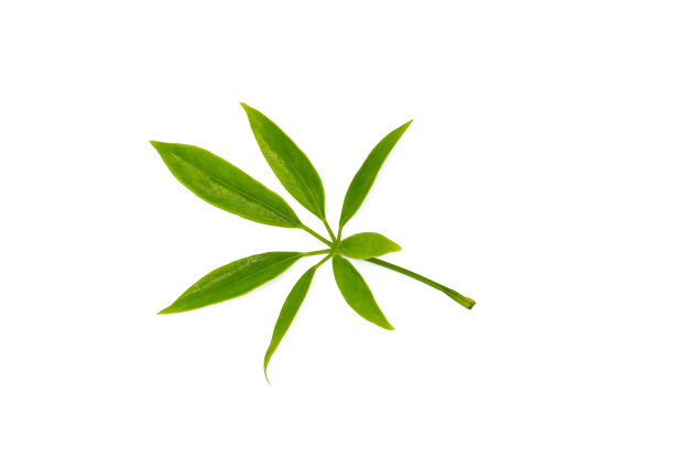 白花雪弗莱拉叶在白色的背景图片下载