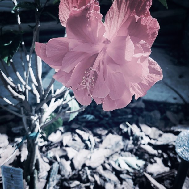 粉红色的图片下载