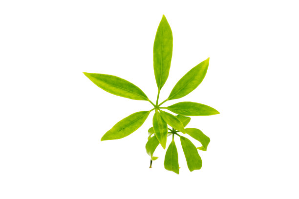 白花雪弗莱拉叶在白色的背景图片下载