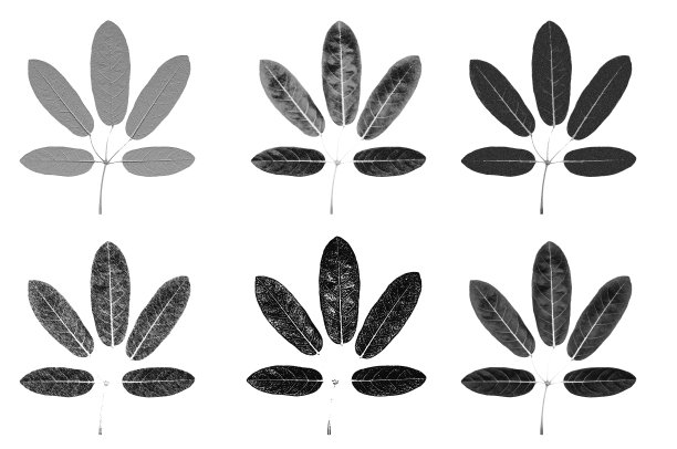 五叶黑白示意图图片下载