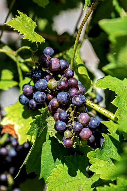 带有红葡萄浆果的葡萄图片下载