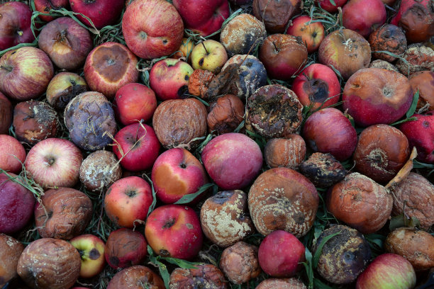 秋天的花园。腐烂的红苹果散落在地上。老化的概念。农业的背景。前视图。图片下载