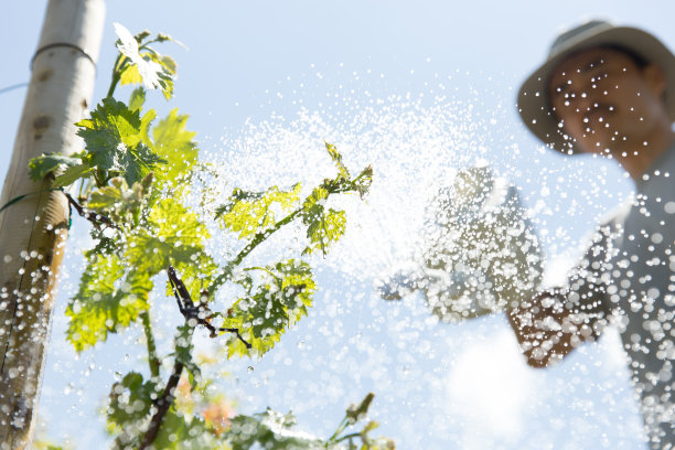 浇灌植物图片下载