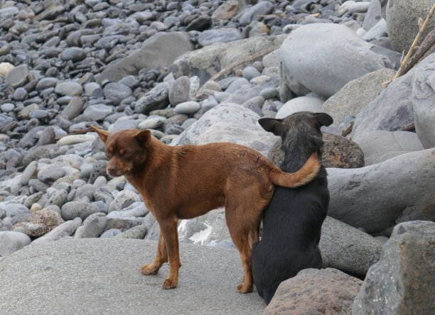 最好的朋友。两只流浪的饥饿的狗，被它们的主人遗弃，坐在欧洲南部一个孤独的多石的海滩上。图片下载