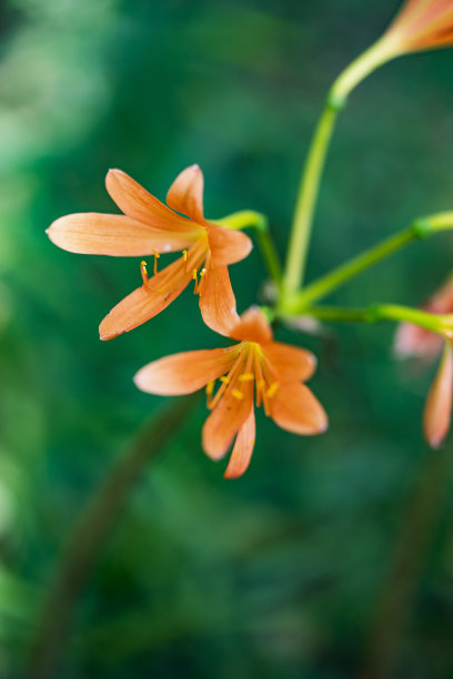 蜘蛛兰特写镜头图片下载