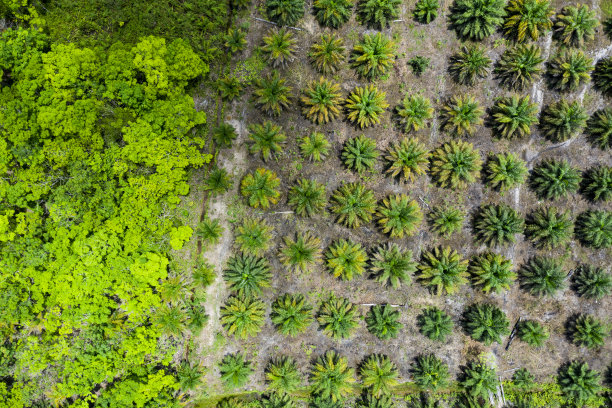 棕榈油种植园面临印度尼西亚剩余的森林图片下载