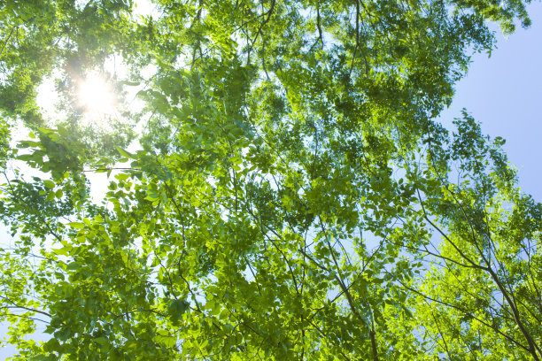 阳光下的树图片下载