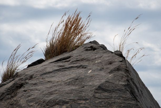 圣托里尼火山玄武岩上生长着几片顽强的草叶。图片下载