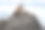 圣托里尼火山玄武岩上生长着几片顽强的草叶。图片下载