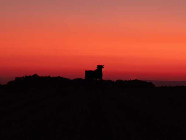 日落牛图片下载