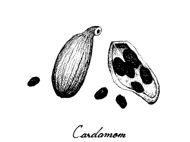 整个和一半的新鲜豆蔻荚图片下载