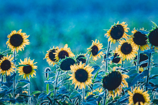 向日葵,秋天图片下载