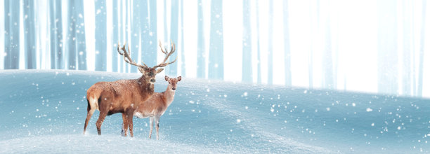 冬天魔法森林里高贵的鹿。圣诞节奇妙的形象。副本的空间。冬季仙境。横幅的格式。图片下载