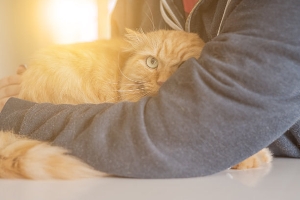 漂亮的短毛猫在家里图片下载