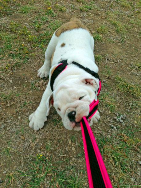成年英国斗牛犬，玩得很开心，试着用自己的皮带遛自己图片下载