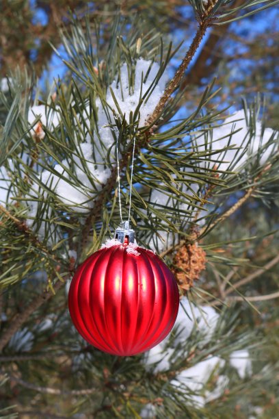 红色装饰挂在户外圣诞树与雪的树枝图片下载