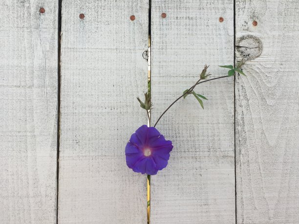 一朵牵牛花穿过白色的篱笆图片下载