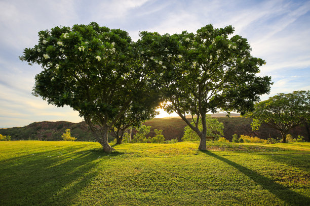 两棵树并排站着，开着白花。图片下载