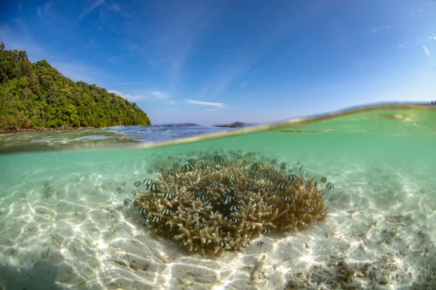低潮时海面附近的珊瑚和一群小鱼生活在珊瑚周围的半框图片图片下载
