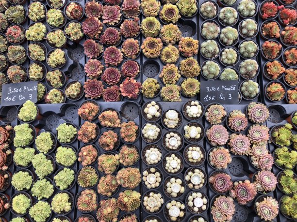 很多小仙人掌图片下载