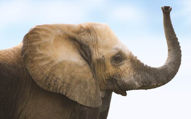 大象的鼻子图片下载