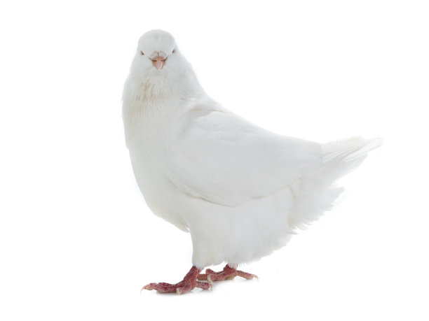 鸽子被一只白鸽孤立了图片下载