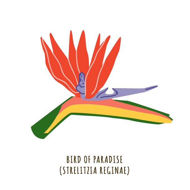 极乐鸟，热带花卉图片下载