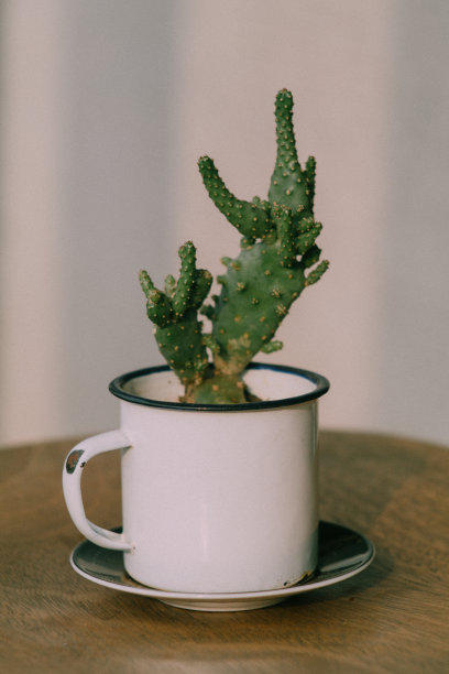 可爱的小仙人掌在杯子里图片下载